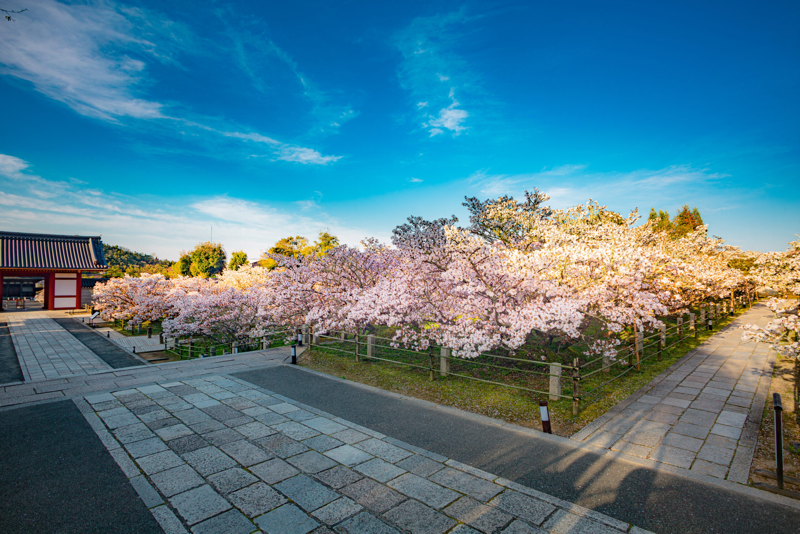 Kyoto, Ninnaji Temple “Omuro Cherry Blossoms” (Place of Scenic Beauty)