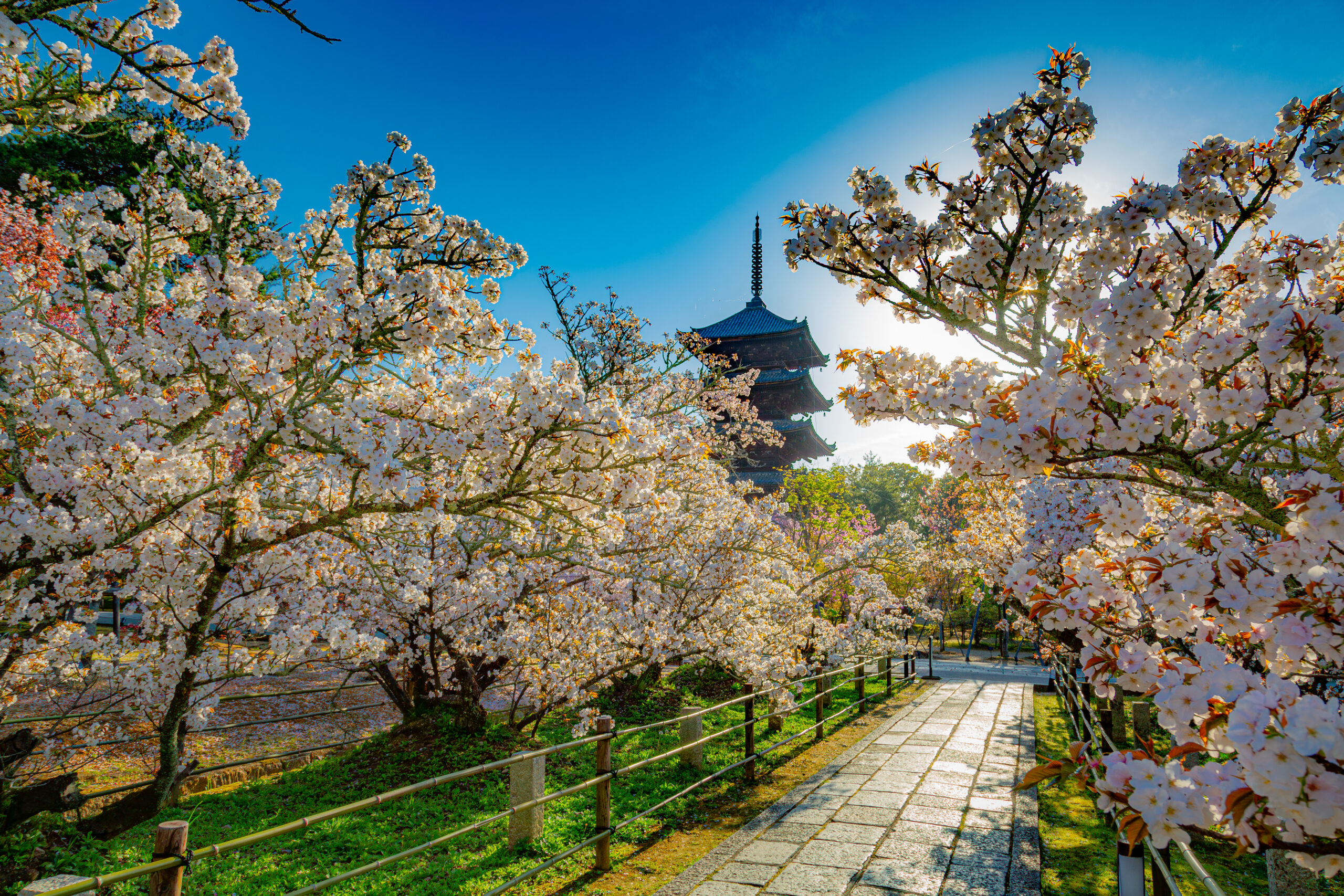 The Final Bloom of the Imperial Spring: Ninna-ji’s “Omuro-zakura” – A Masterpiece of Japanese Aesthetics and Spiritual Luxury.